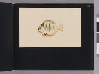 Go to image 41.