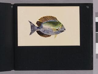 Go to image 43.