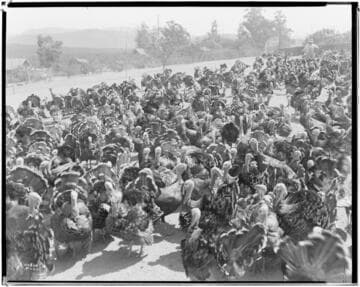 Prikett Turkeys