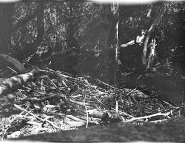 Kern River No. 3