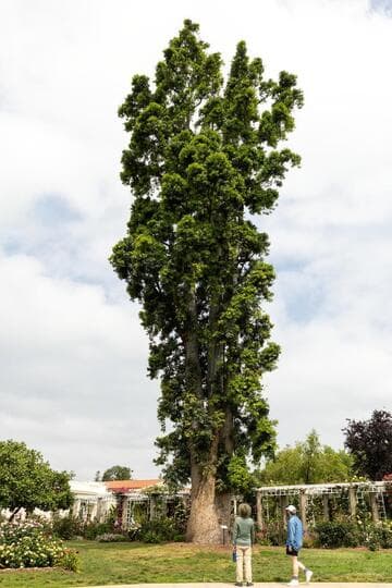 Agathis robusta