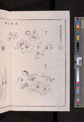 Go to image 226.