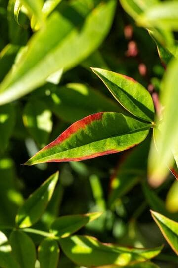 Nandina domestica