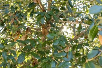 Quercus virginiana