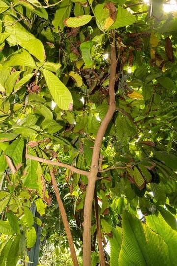 Ocotea atirrensis