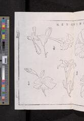 Go to image 51.