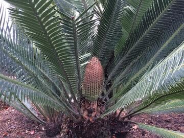 Dioon holmgrenii