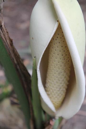 Monstera deliciosa