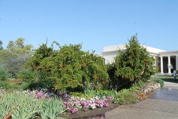 Punica granatum