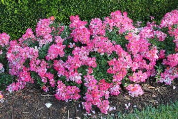 Rosa 'Pink Drift'