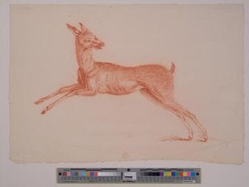 Deer