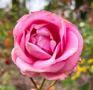 Rosa 'Los Angeles'