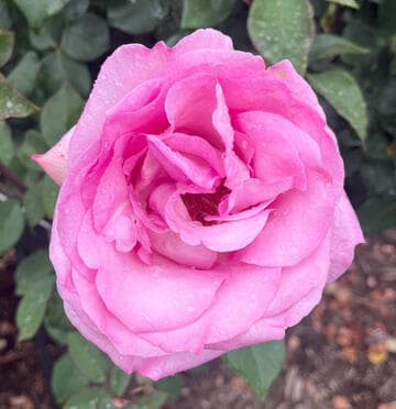 Rosa 'Beverly'