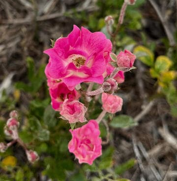 Rosa 'Orleans Rose'