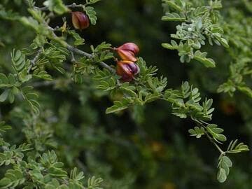 Guaiacum coulteri