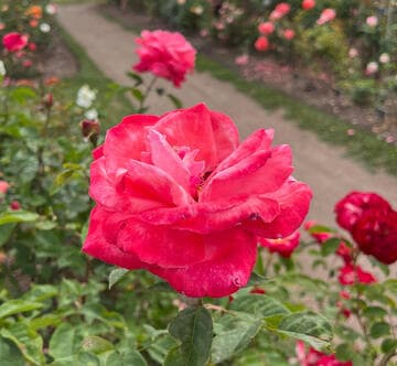 Rosa 'Friendship'