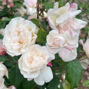 Rosa 'Spice'
