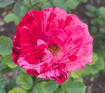 Rosa 'Tiger Tail'