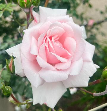 Rosa 'New Dawn'