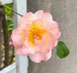 Go to image 8.