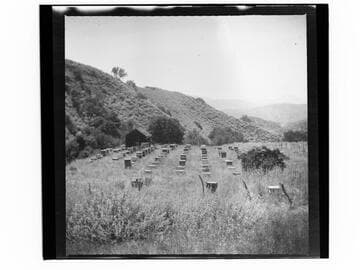 Beekeeping ranch
