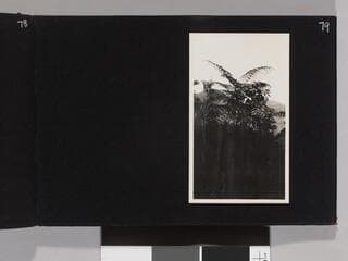Go to image 81.