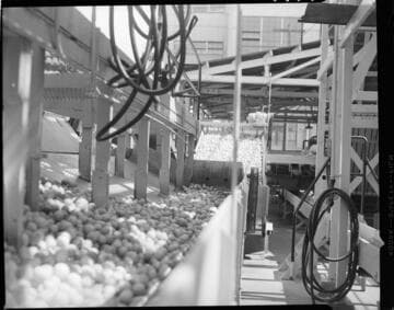 Lemon Exchange -- fruit sorting equipment