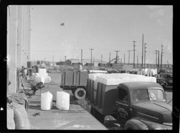 Imperial Ice Plant
