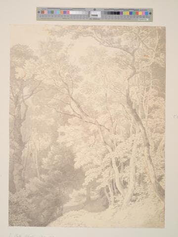 Woodland Scene