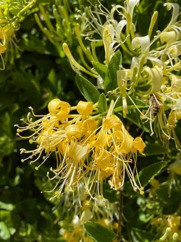 Lonicera confusa