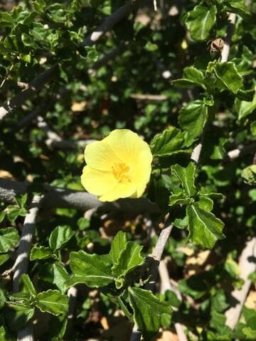 Pavonia praemorsa