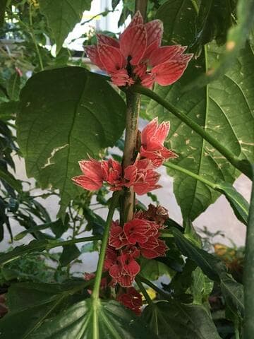 Pavonia cauliflora