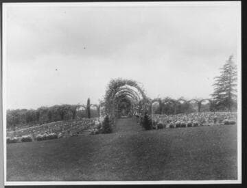 Rose garden